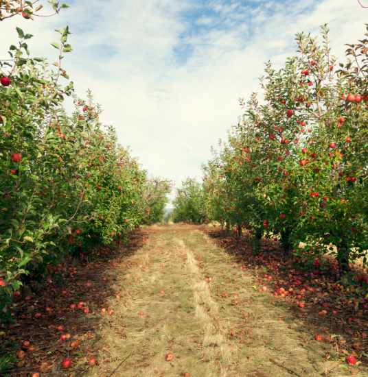 Fruit Orchards